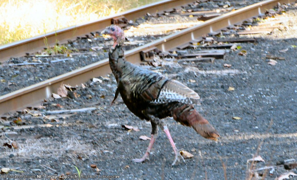 New England Central Railroad Visitor 